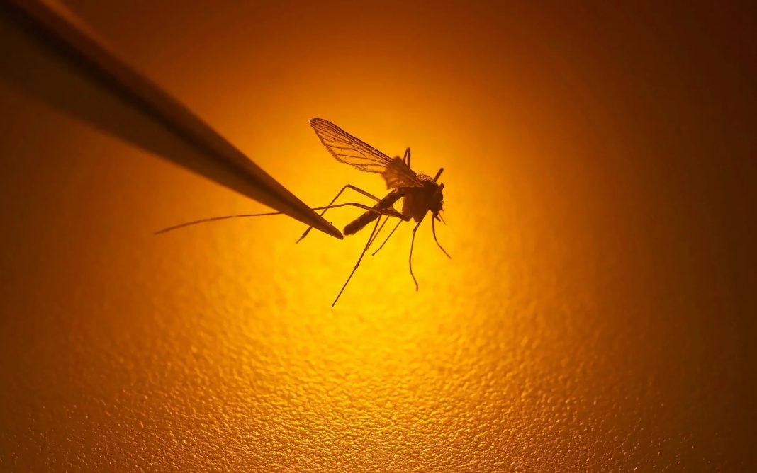 World’s First Single-dose Dengue Vaccine Approved for Use in Brazil